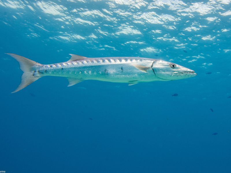 Great Barracuda