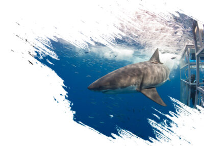 Great White Shark Dive Mexico