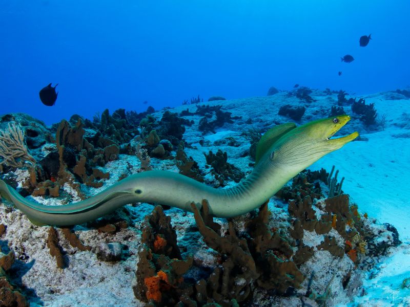 Green Moray Eel - Guía de identificación de peces de arrecife del Caribe