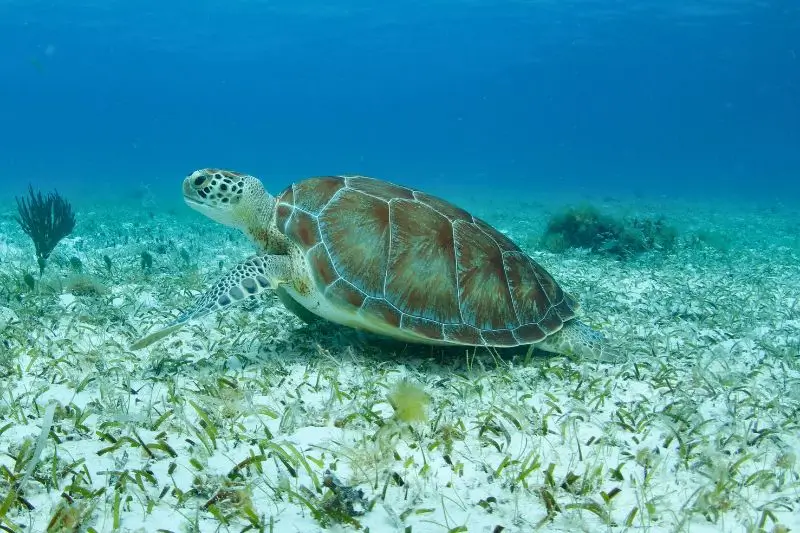 Green Turtle Facts - Datos sobre las tortugas verdes