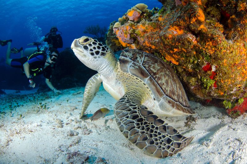 Hawksbill Turtle Facts (4)