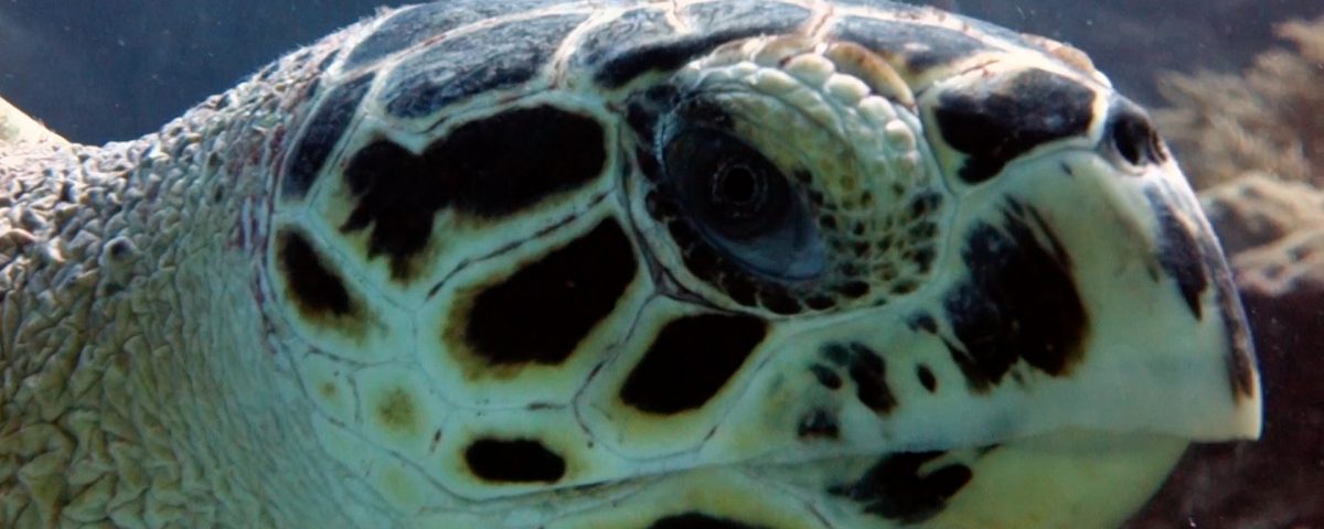 Hawksbill Turtle Facts - Playa Paraiso.