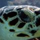 Hawksbill Turtle Facts - Playa Paraiso - datos sobre la tortuga carey