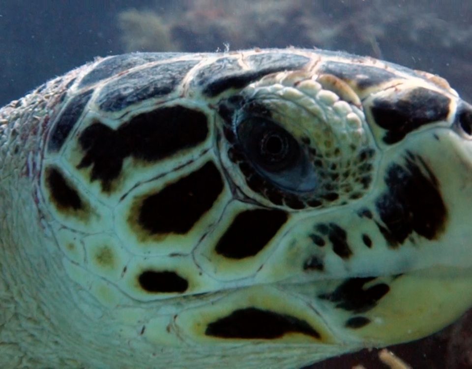 Hawksbill Turtle Facts - Playa Paraiso - datos sobre la tortuga carey