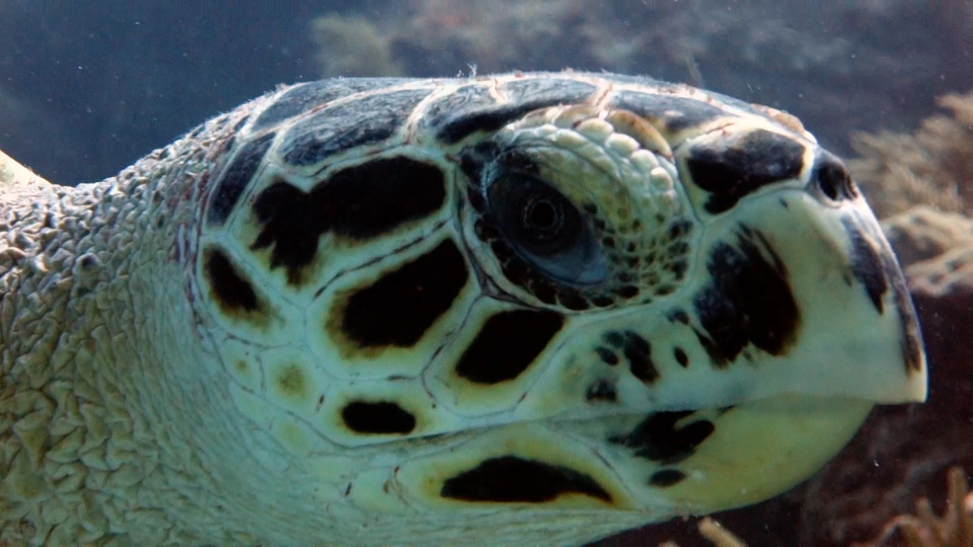 fun facts about hawksbill sea turtles 2