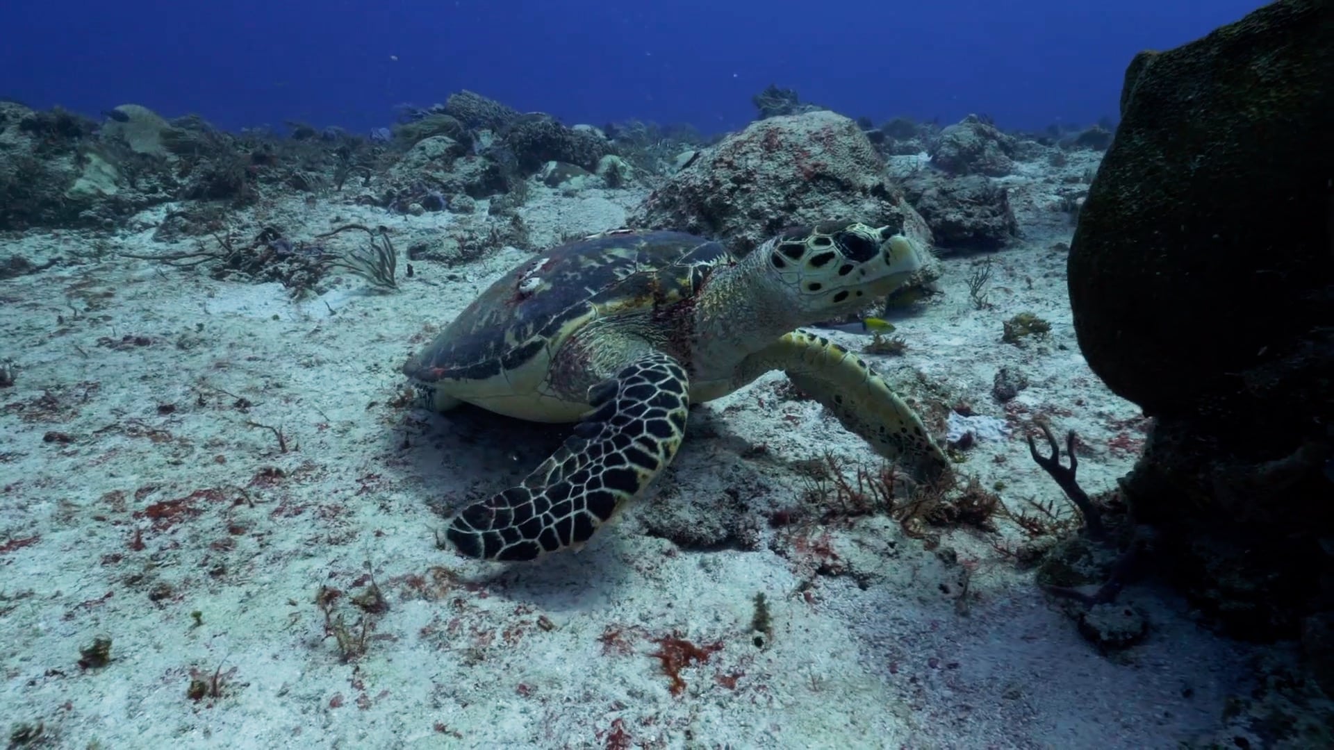 Tortues à écailles - Playa del Carmen