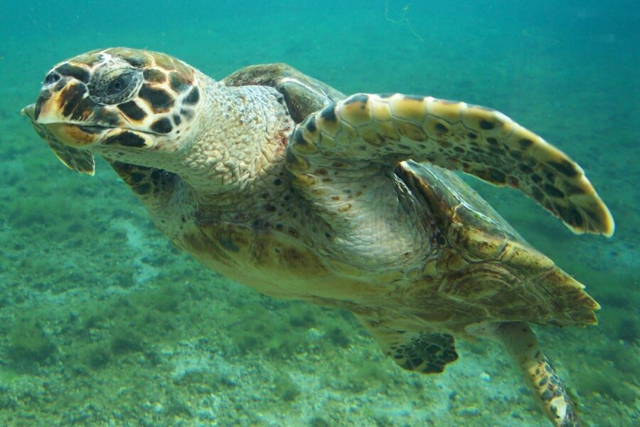 Hawksbill Turtle Facts - main picture