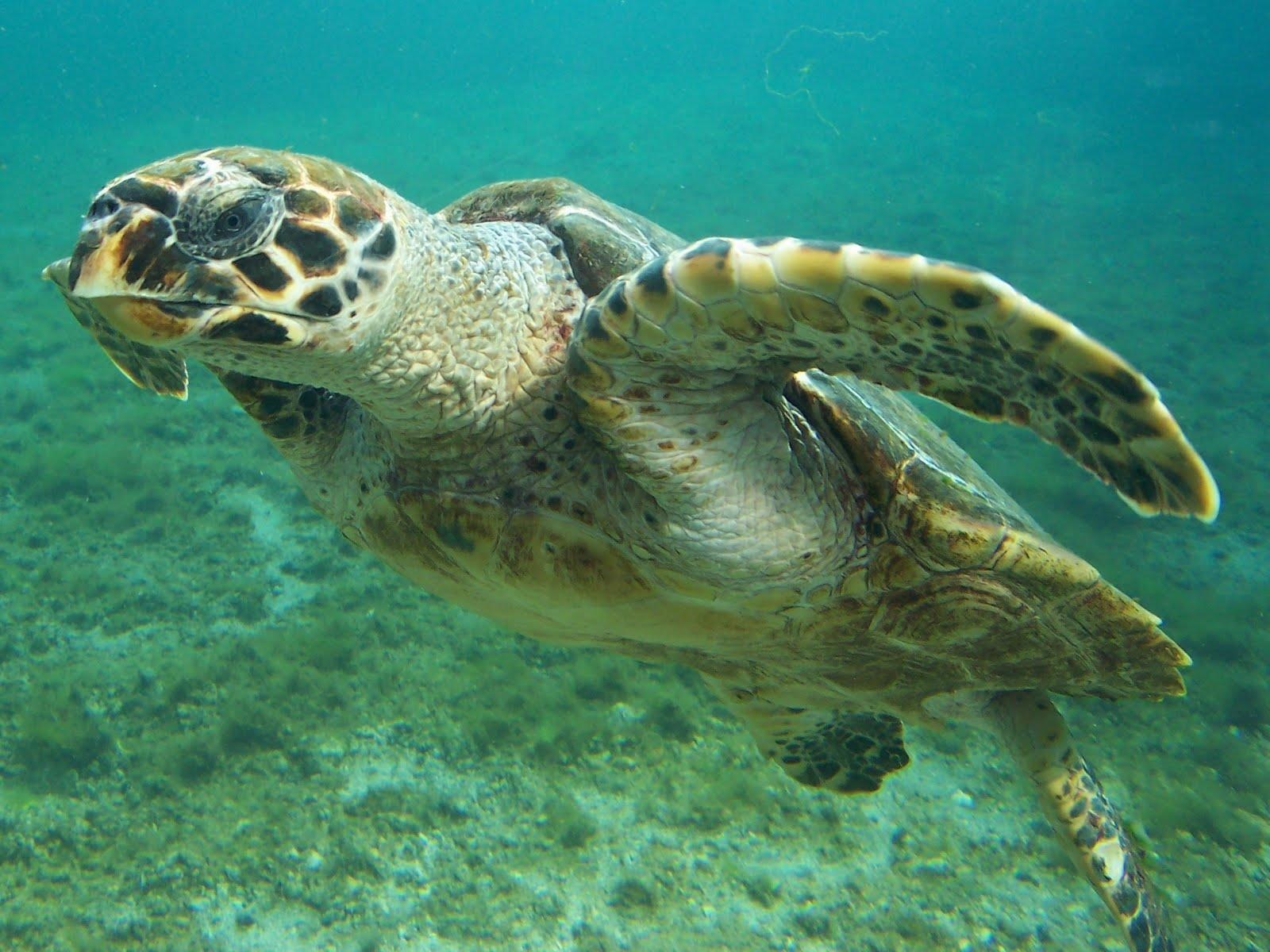 Fatti della tartaruga embricata - Cozumel