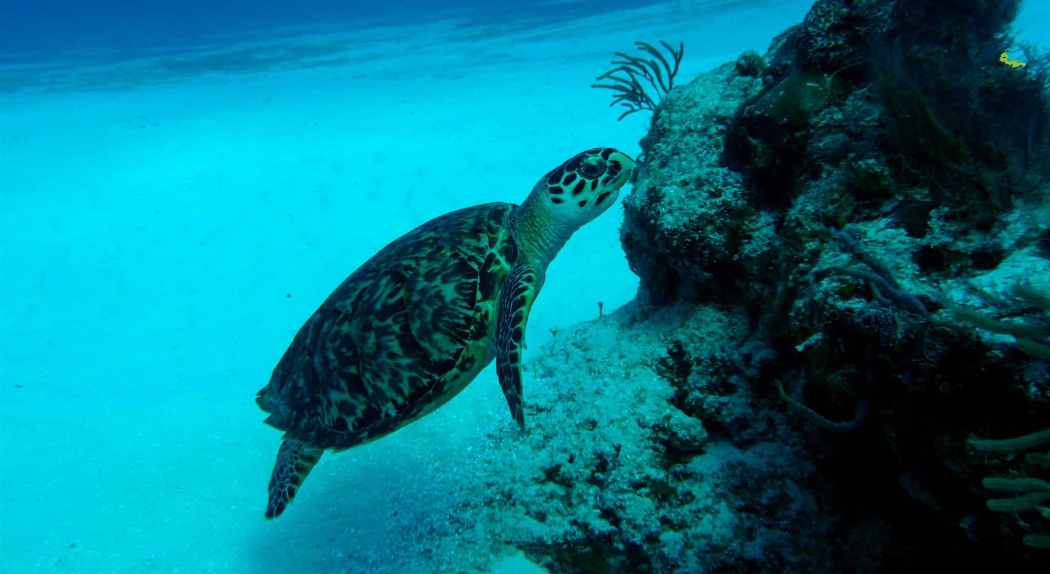 Hawksbill turtle facts - turtle eating