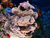 Hermatypic corals or soft corals