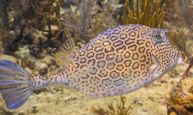 Honeycomb Cowfish (1) pez vaca hexagonal