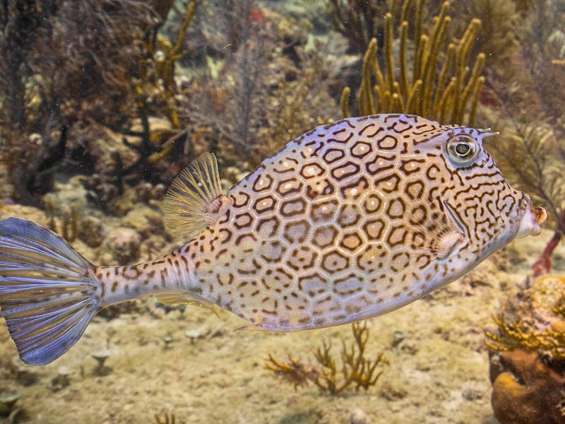 Honeycomb Cowfish (1) pez vaca hexagonal