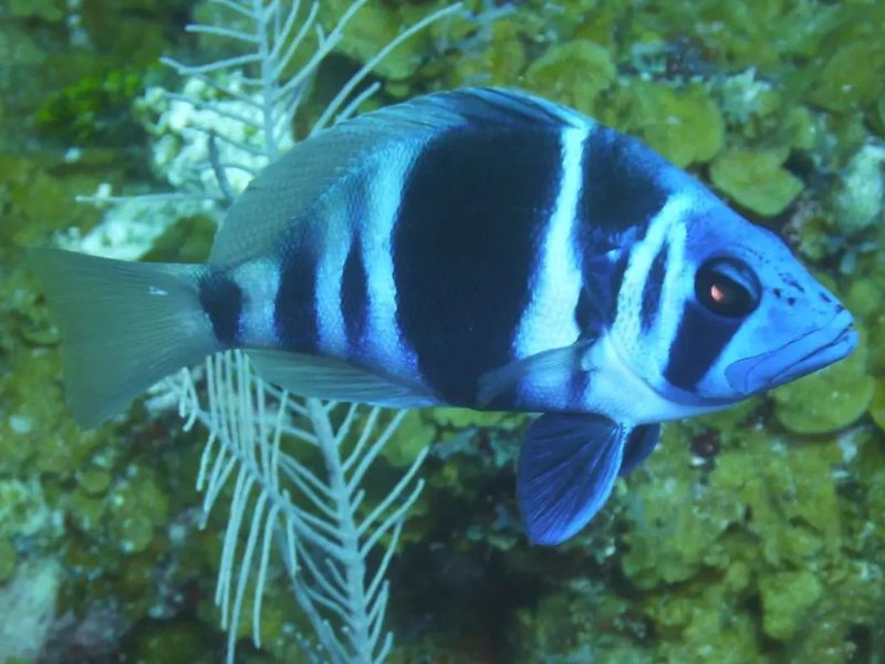 Indigo Hamlet - Caribbean Reef Fish Identification