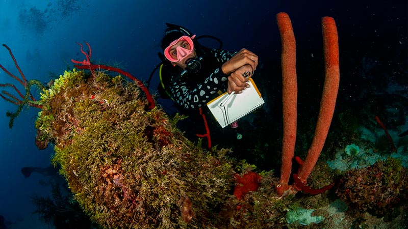 Jamaica Coral Reefs - Arrecifes de coral de Jamaica-ppal