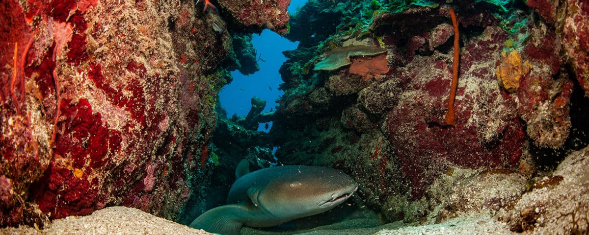Jamaica Sharks - main - tiburones de Jamaica