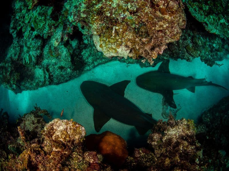 Jamaica sharks- tiburones de Jamaica (1)
