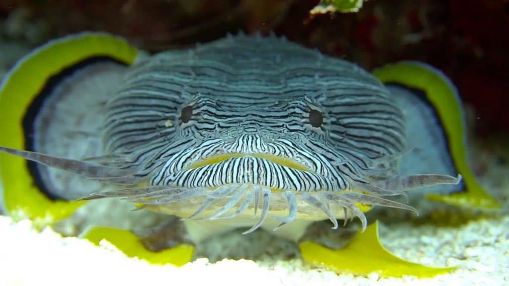 Learn to dive in the Caribbean - Splendid Toadfish