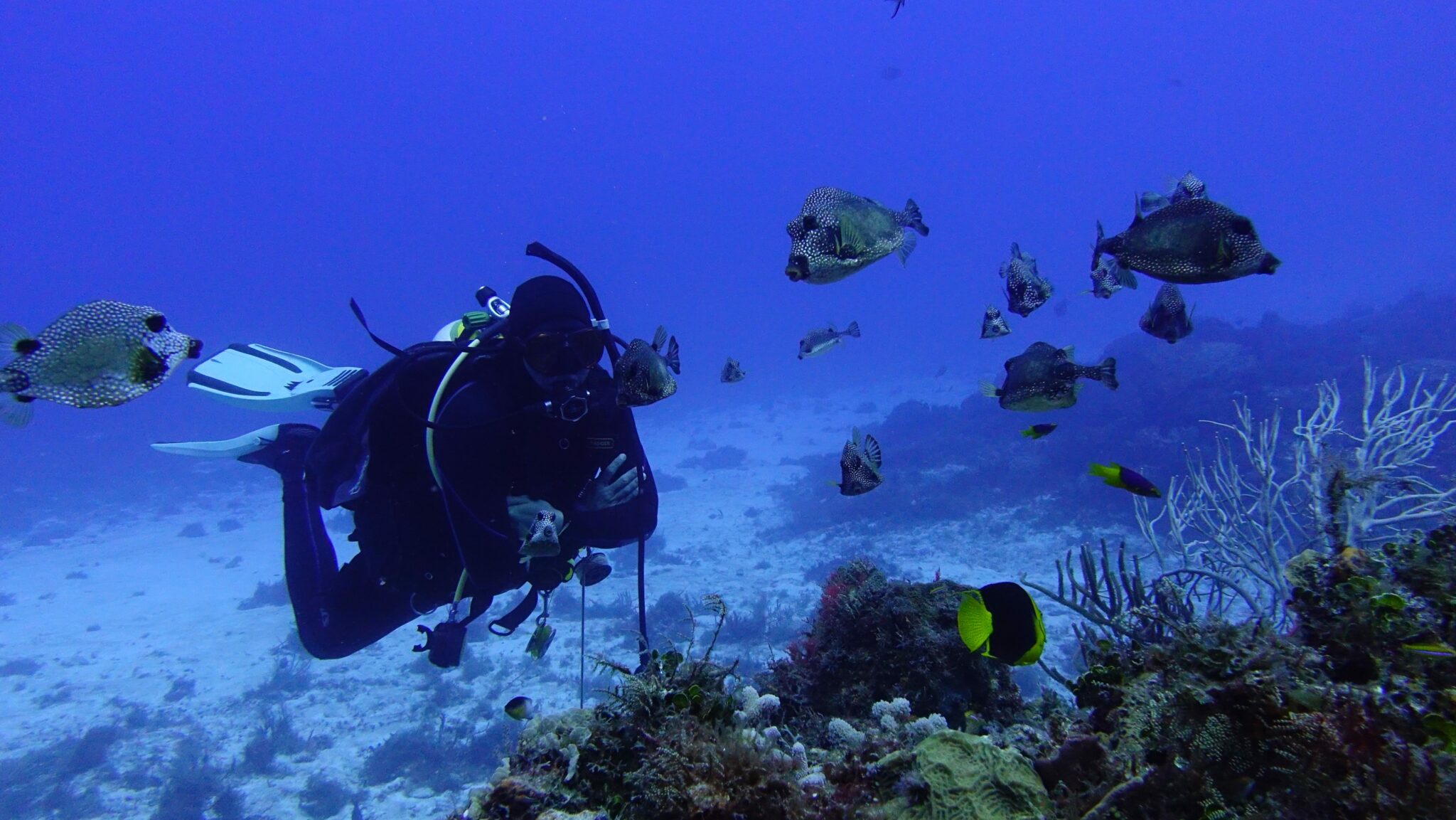 dive in caribbean dive in caribbean