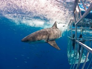 Liveaboard Diving - Guadalupe Liveaboard Diving - Guadalupe