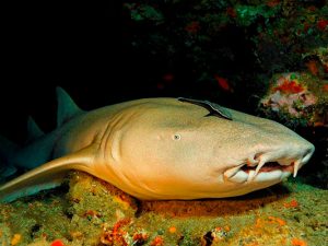 Liveaboard Diving - Maldives Liveaboard Diving - Maldives