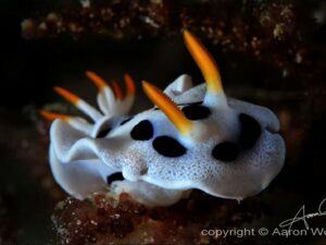 Liveaboard Diving Philippines - macro