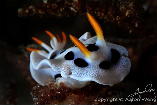 Liveaboard Diving Philippines - macro