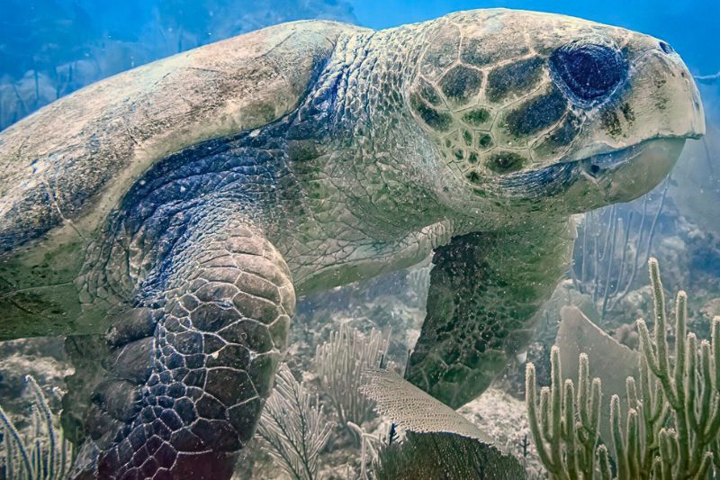 Loggerhead Turtle Facts 4 datos de la tortuga boba