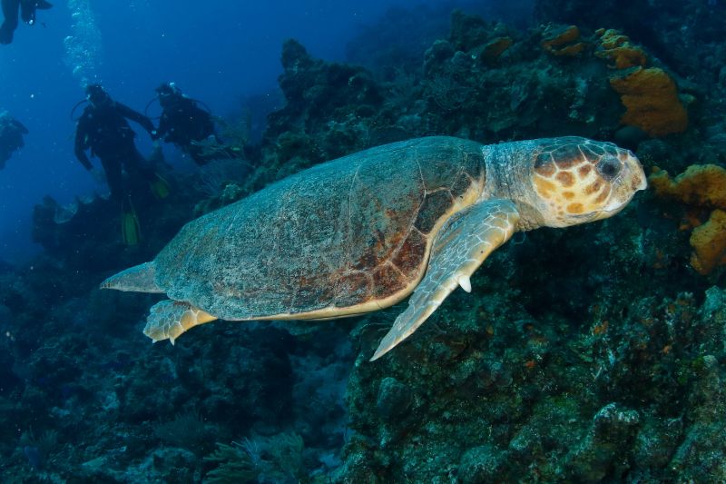 Loggerhead Turtle Facts 5 datos de la tortuga boba