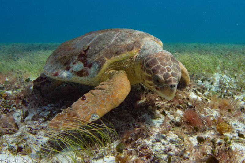 Loggerhead Turtle Facts 6 datos de la tortuga boba