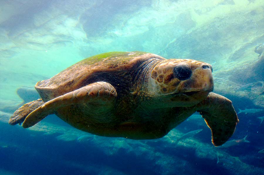 Loggerhead Turtle Facts - Loggerhead Sea Turtle Pictures - 1 - datos sobre la tortuga boba
