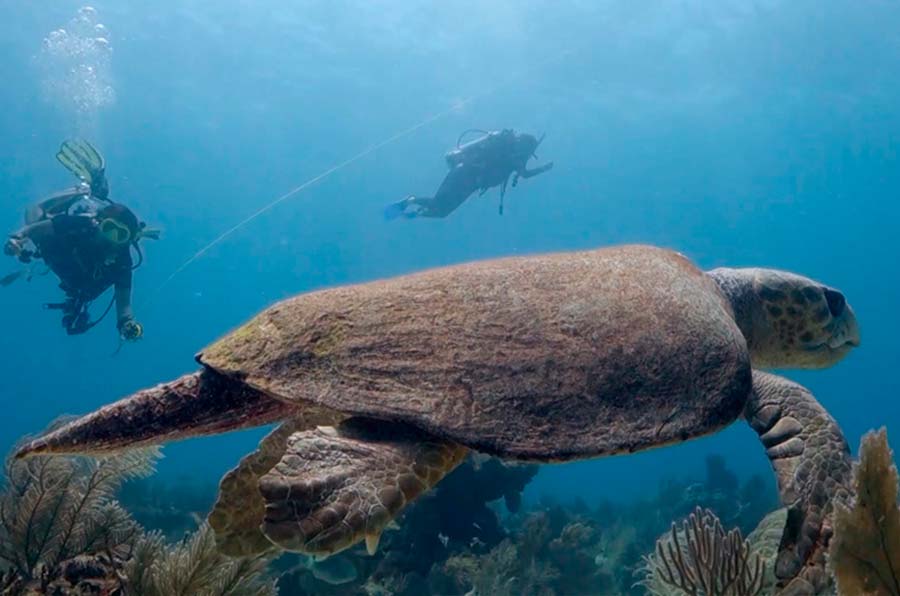 Loggerhead Turtle Facts - Loggerhead Sea Turtle Pictures - 2 - datos sobre la tortuga boba