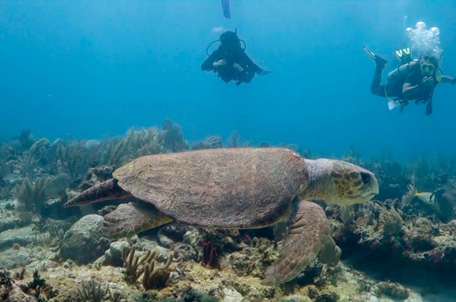 Loggerhead Turtle Facts - Loggerhead Sea Turtle Pictures - 3 - datos sobre la tortuga boba