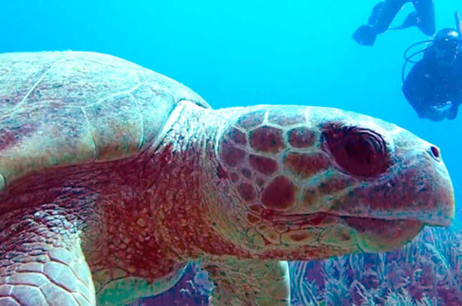 Loggerhead Turtle Facts - Loggerhead Sea Turtle Pictures - 4 - datos sobre la tortuga boba