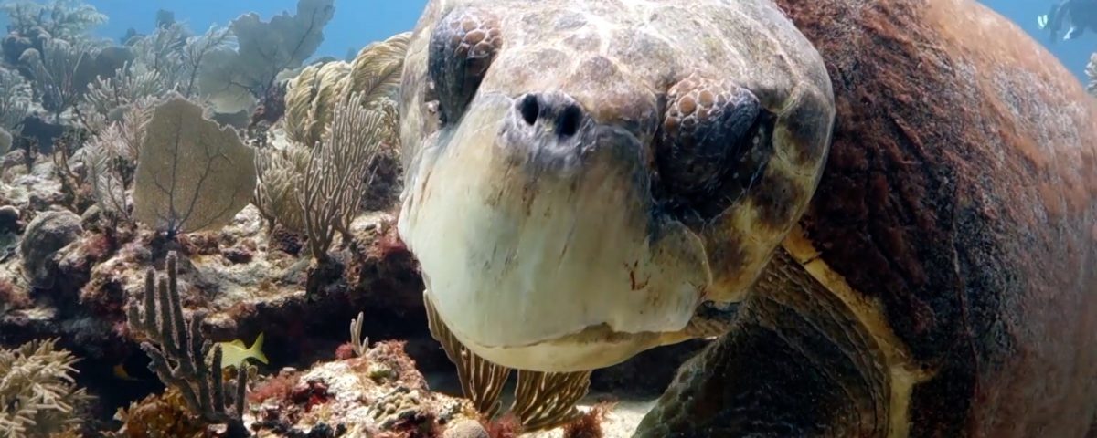 Loggerhead Turtle Facts - Main Picture