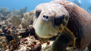 Loggerhead Turtle Facts - Main Picture