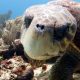 Loggerhead Turtle Facts - Main Picture
