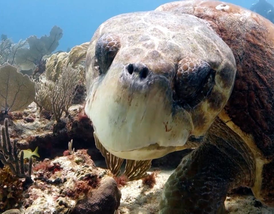 Loggerhead Turtle Facts - Main Picture