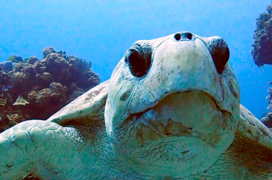 Loggerhead Turtle Facts - datos sobre la tortuga boba