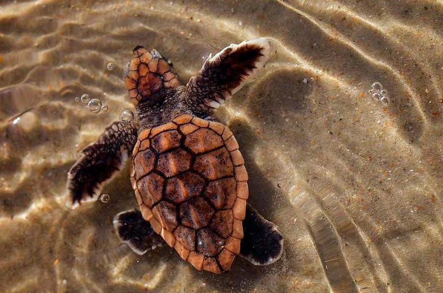loggerhead sea turtle baby Loggerhead Sea Turtle Images - 3 - fotos de tortuga boba
