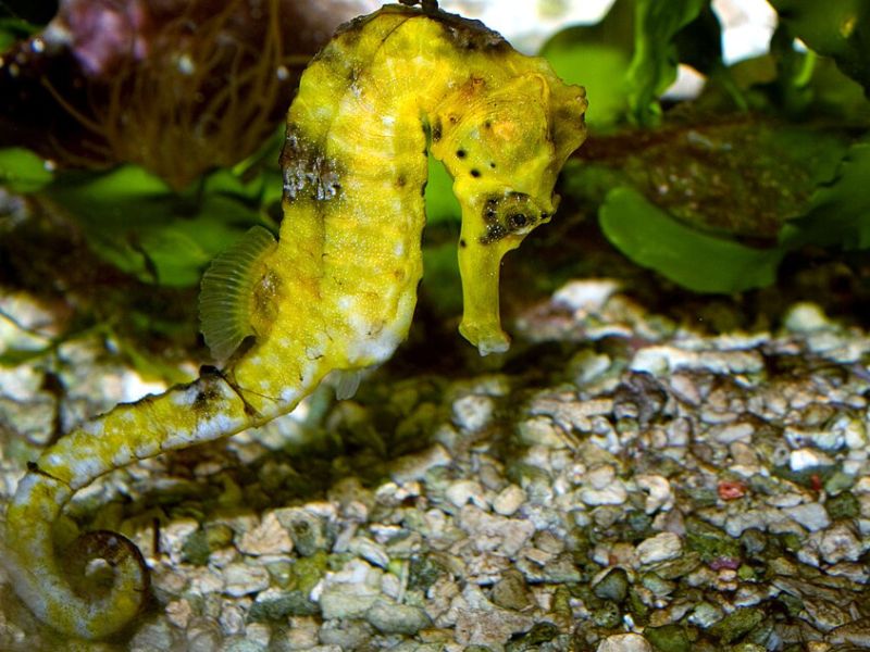 Longsnout Seahorse