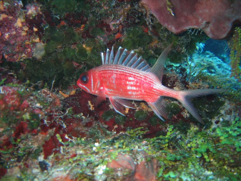 Longspine squirrelfish