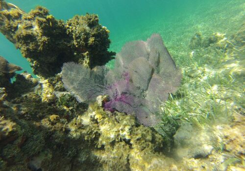 Lucea-Snorkelling-Dressel-Divers-1 Lucea Snorkeling - Snorkel en Lucea