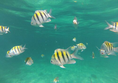 Lucea-Snorkelling-Dressel-Divers-3 Lucea Snorkeling - Snorkel en Lucea (1)
