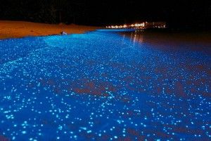 luminous lagoon jamaica