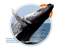 MEXICO-DIVE-PACKAGES_Pack-whale