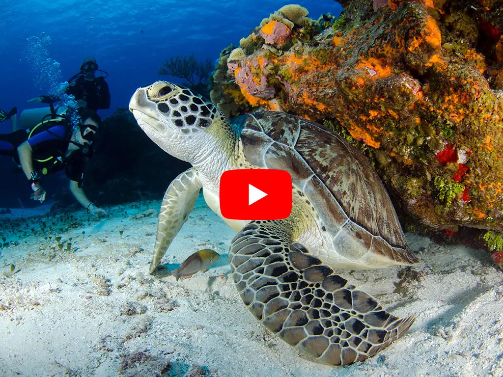 Scuba diving in Mexico (video)