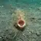 MUCK DIVING (1) buceo en fondos arenosos - pez que se camufla en la arena