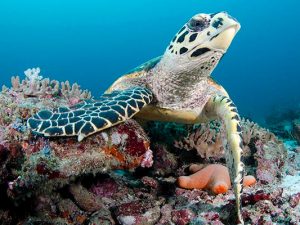Maldives liveaboard diving - hawksbill Maldives liveaboard diving - hawksbill