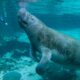 Manatee Facts- datos curiosos del manatí (1)