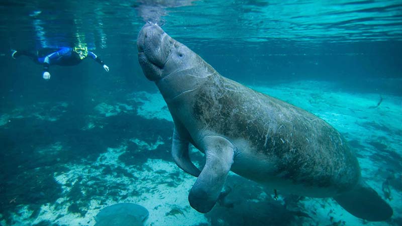 Manatee Facts- datos curiosos del manatee (1)